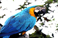 foto de aves