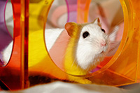 foto de hamster